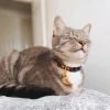 Fish Pet ID Tag