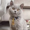 Heart Pet ID Tag